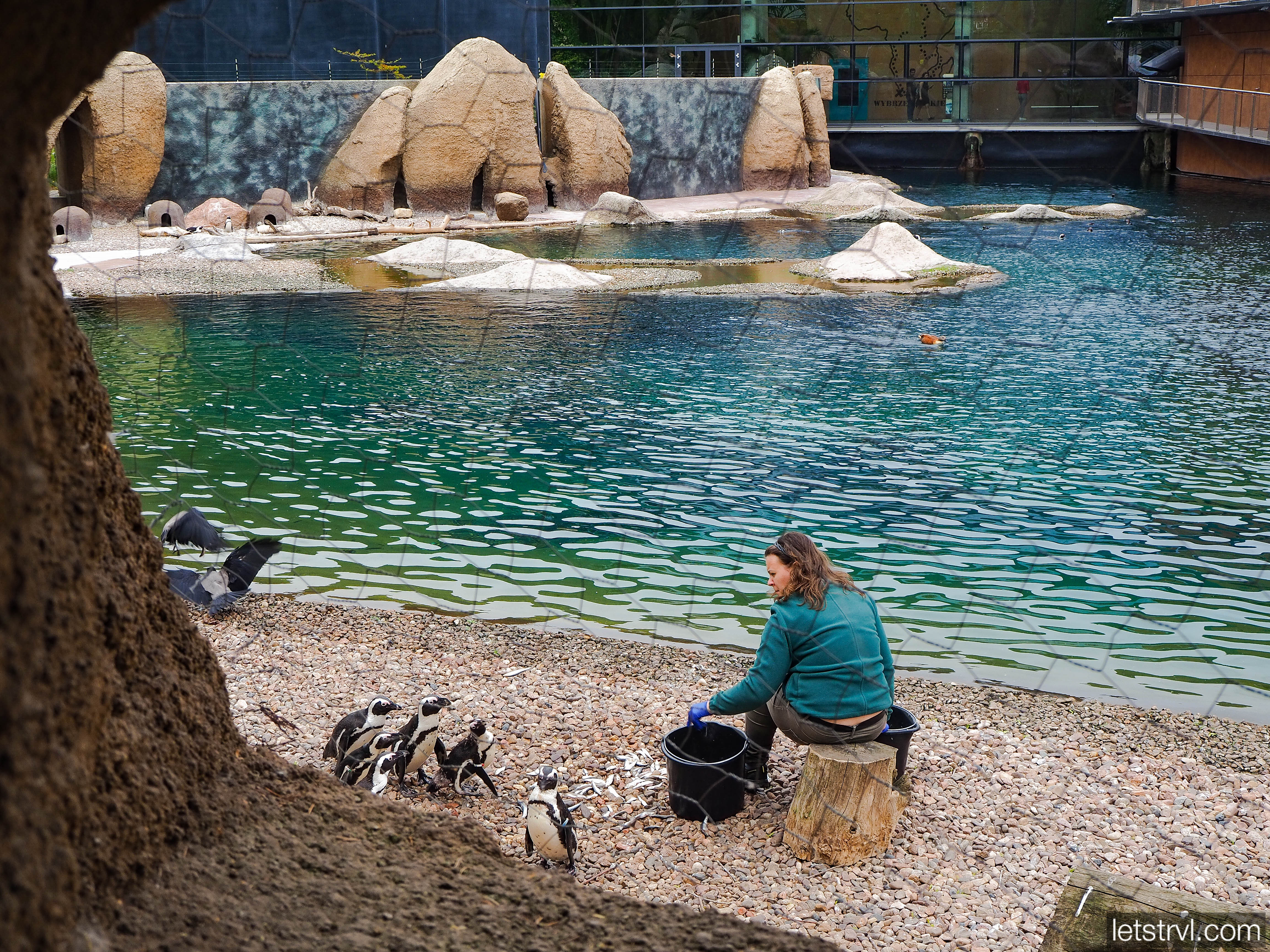 Кормление пингвинов в зоопарке