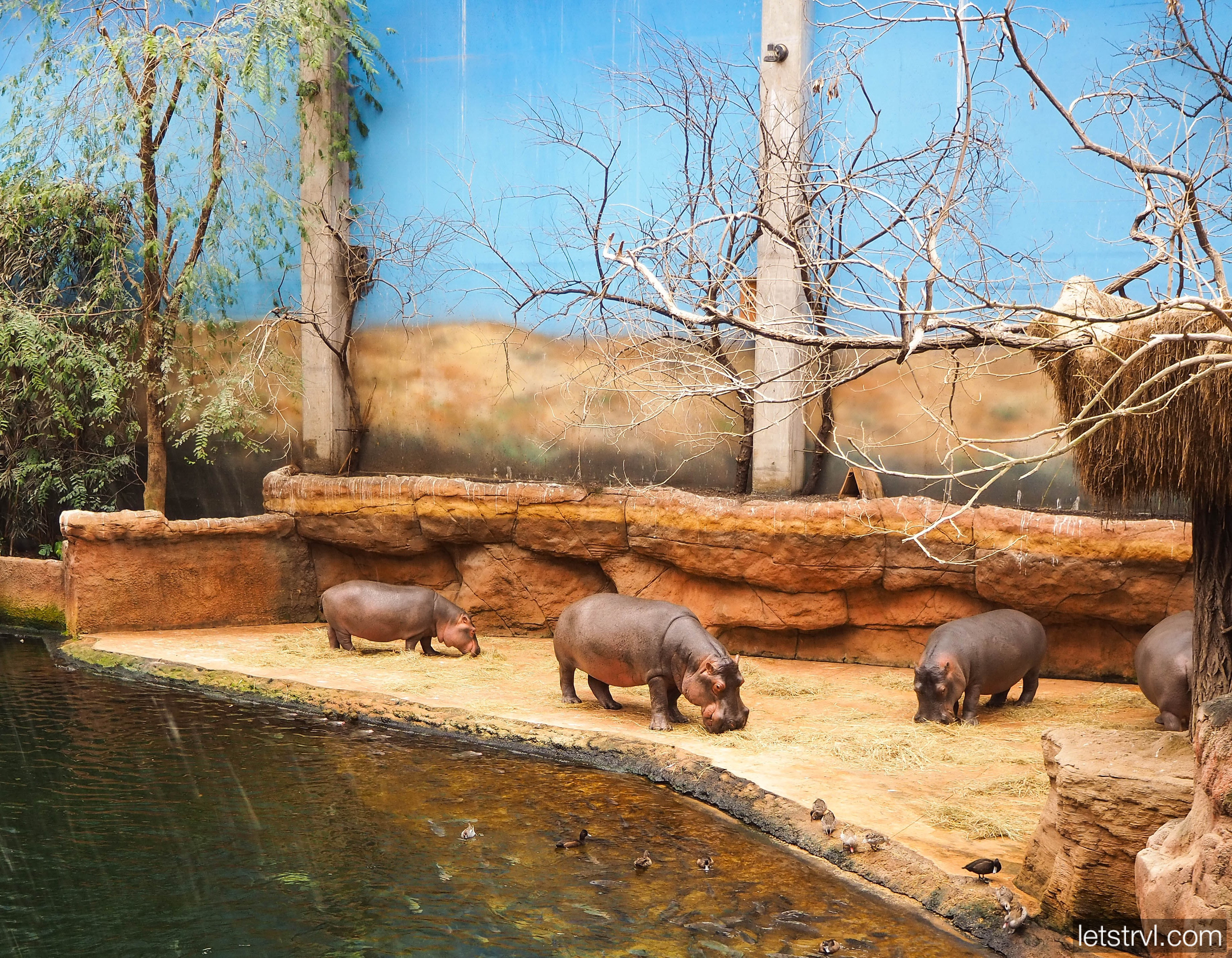 Бегемоты в зоопарке Вроцлава