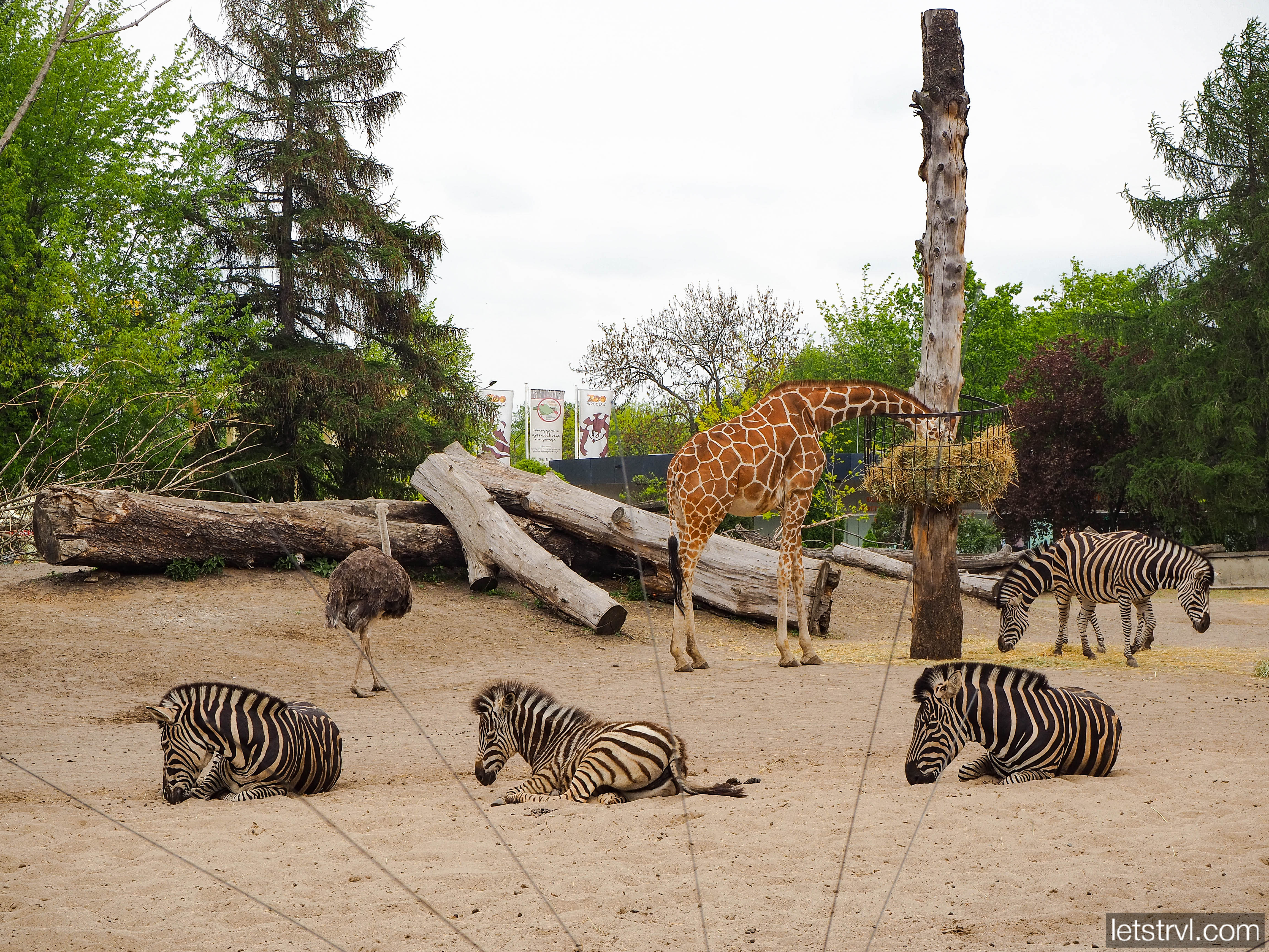 Жирафы и зебры в польском зоопарке