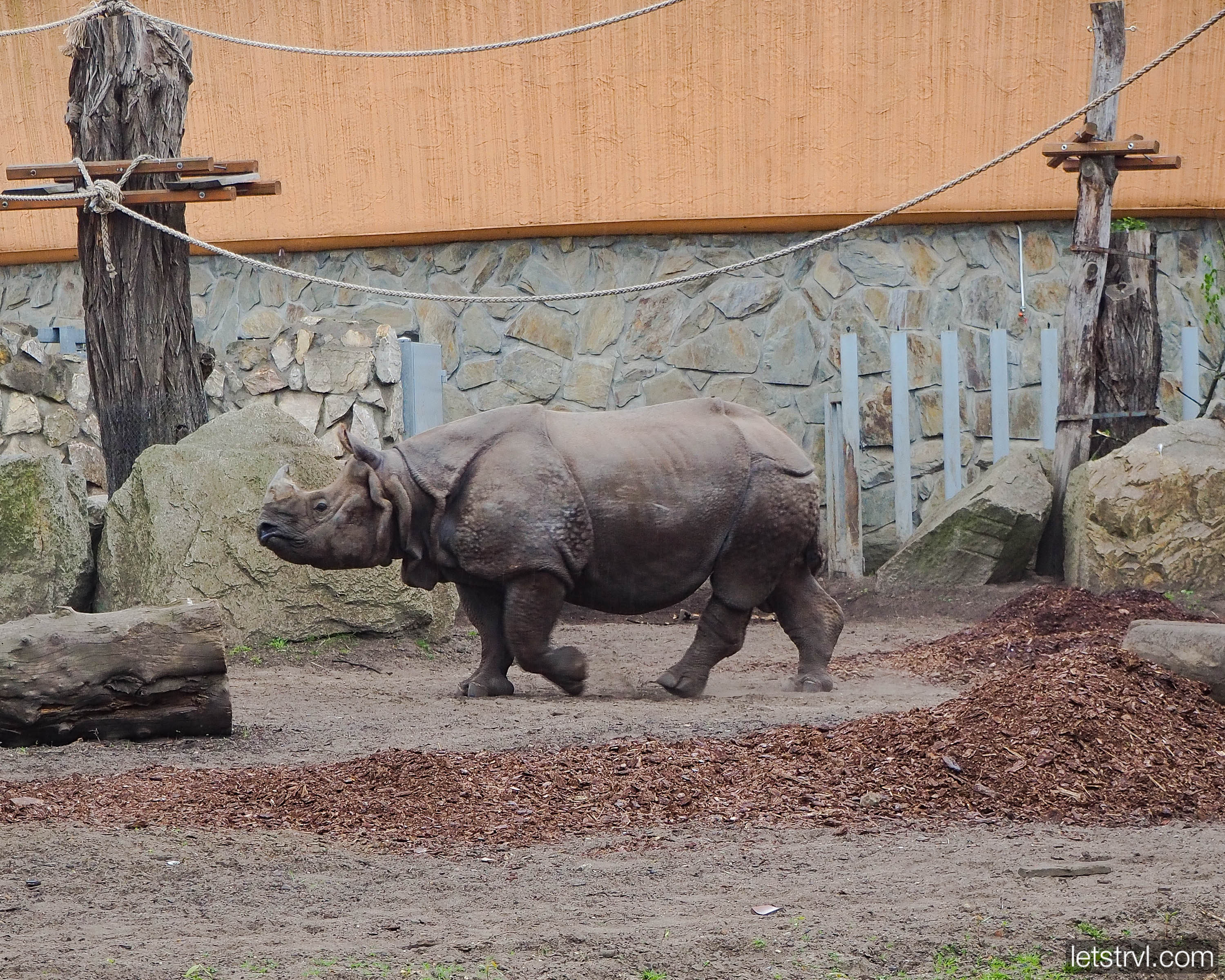 Индийский носорог в зоопарке