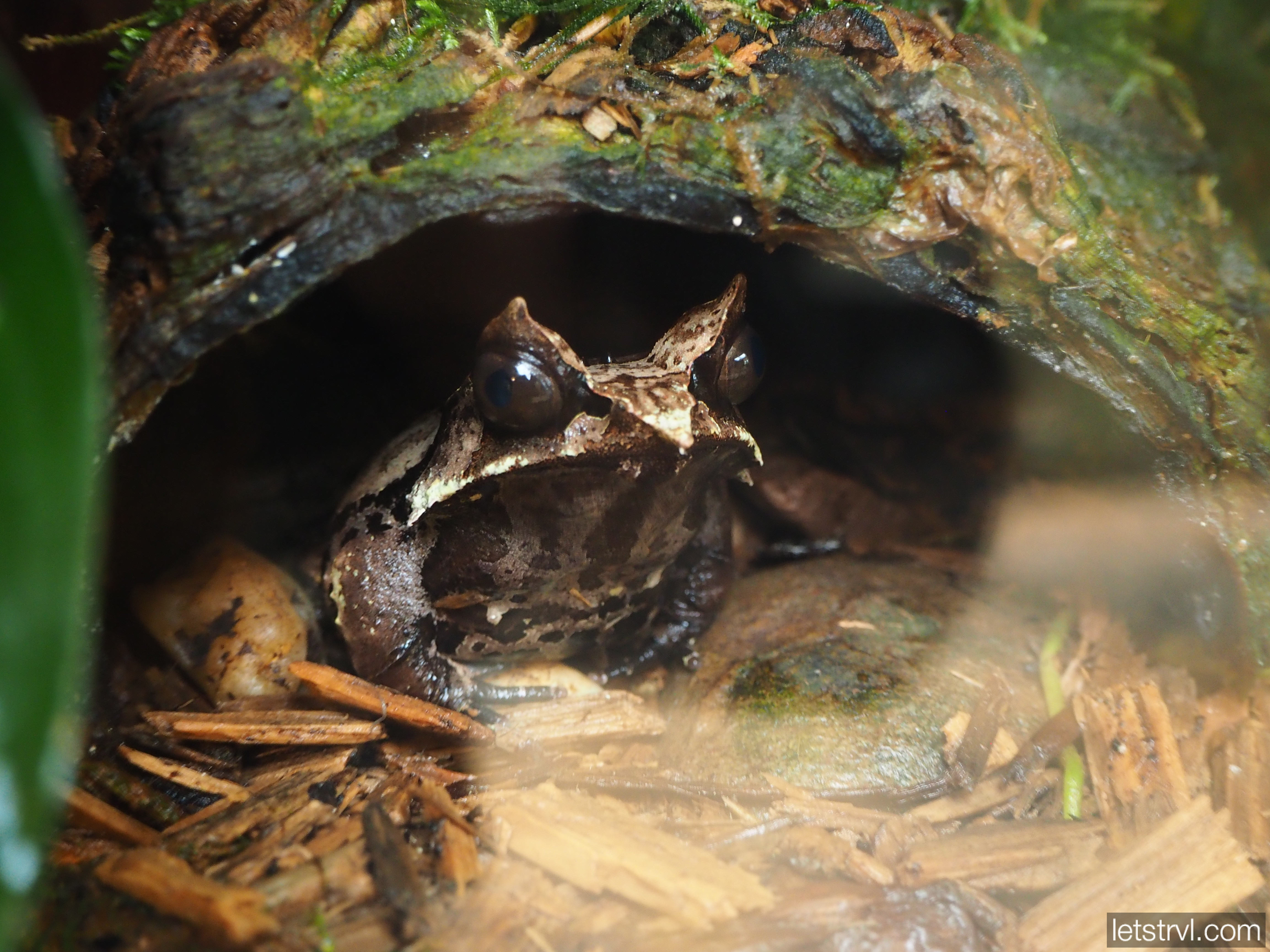 Необычная жаба в террариуме
