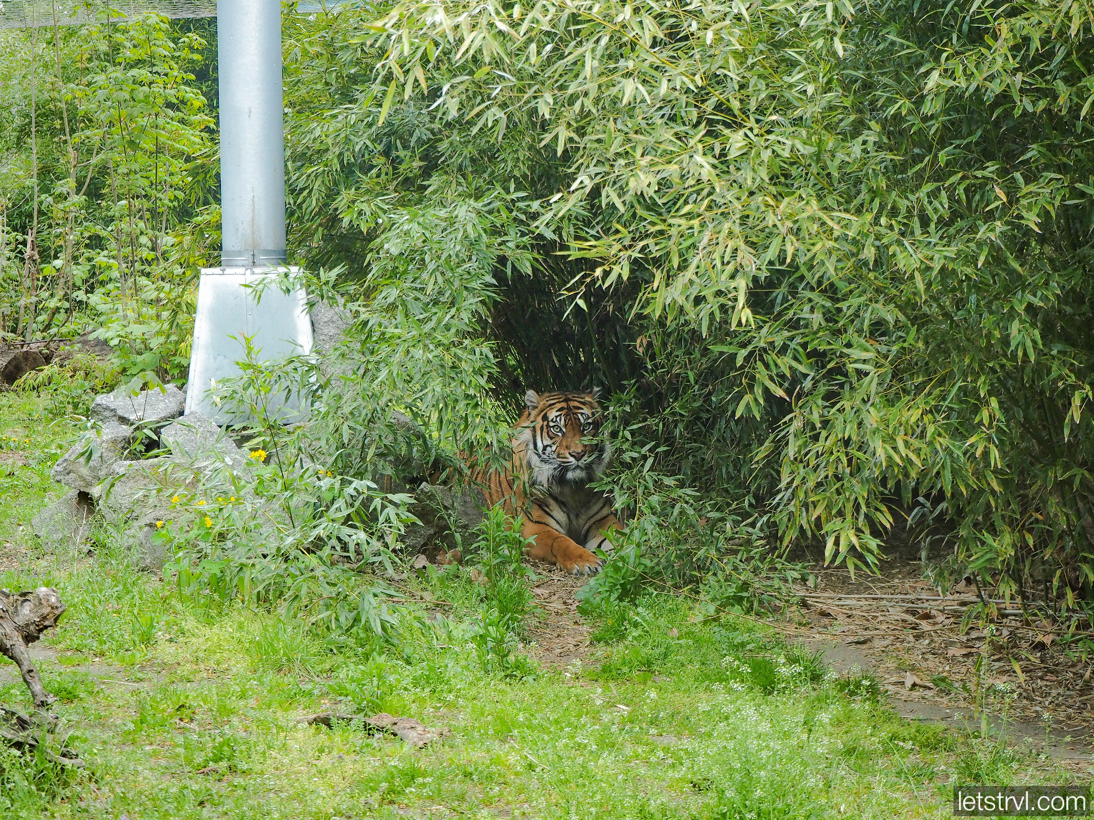 Суматранский тигр во Вроцлаве