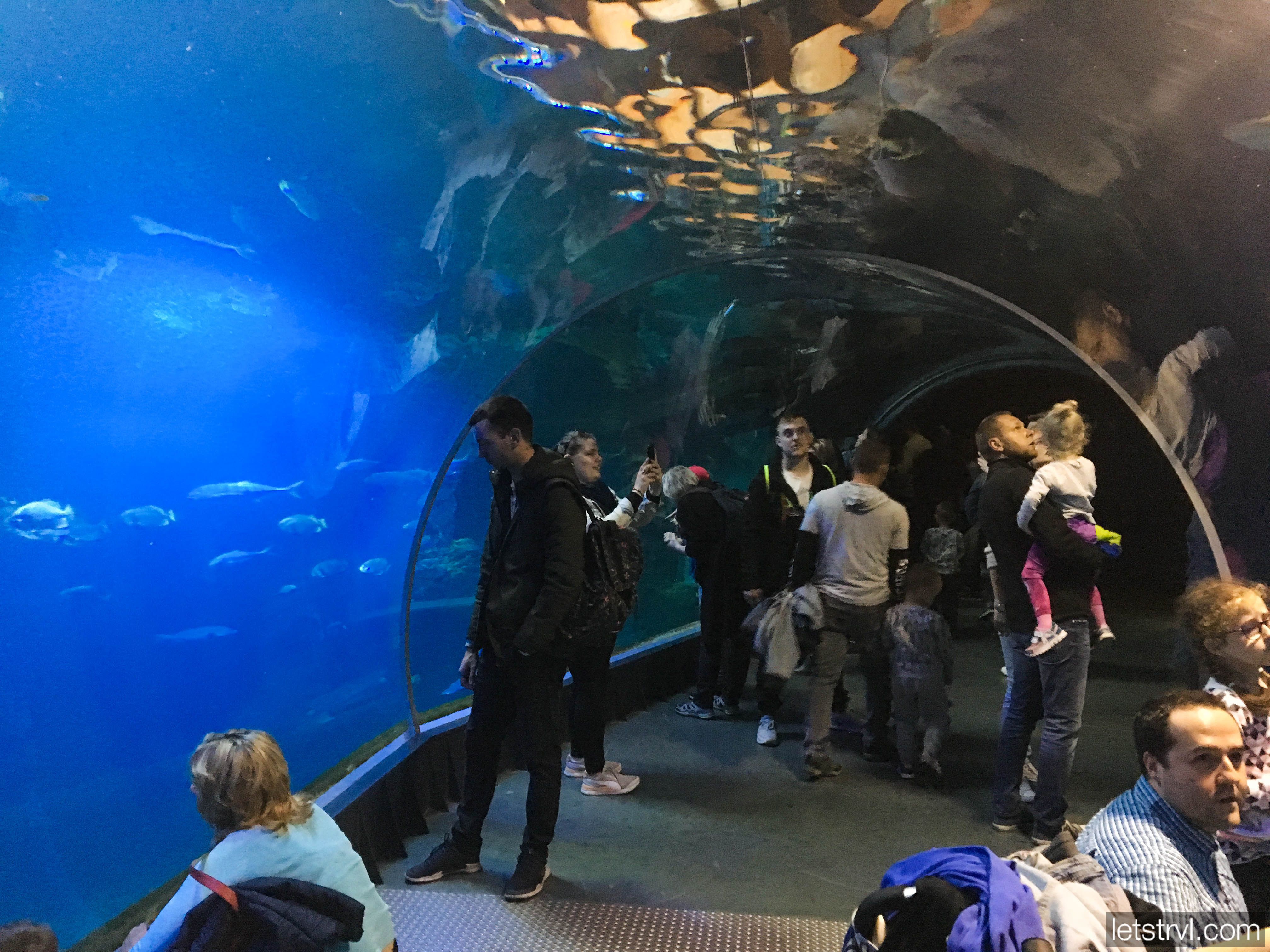 Туннель в океанариуме Вроцлава