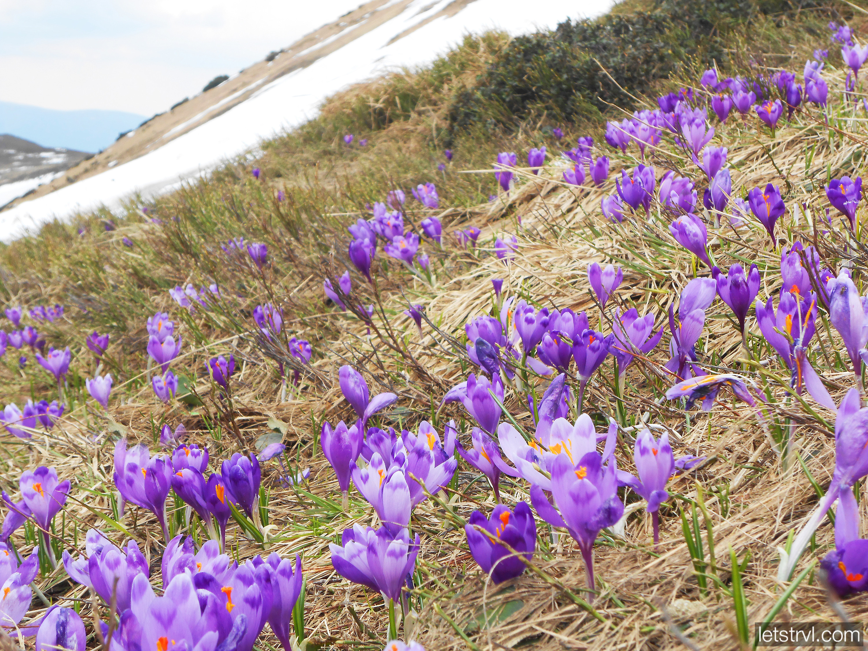 Цветение крокусов в Карпатах весной