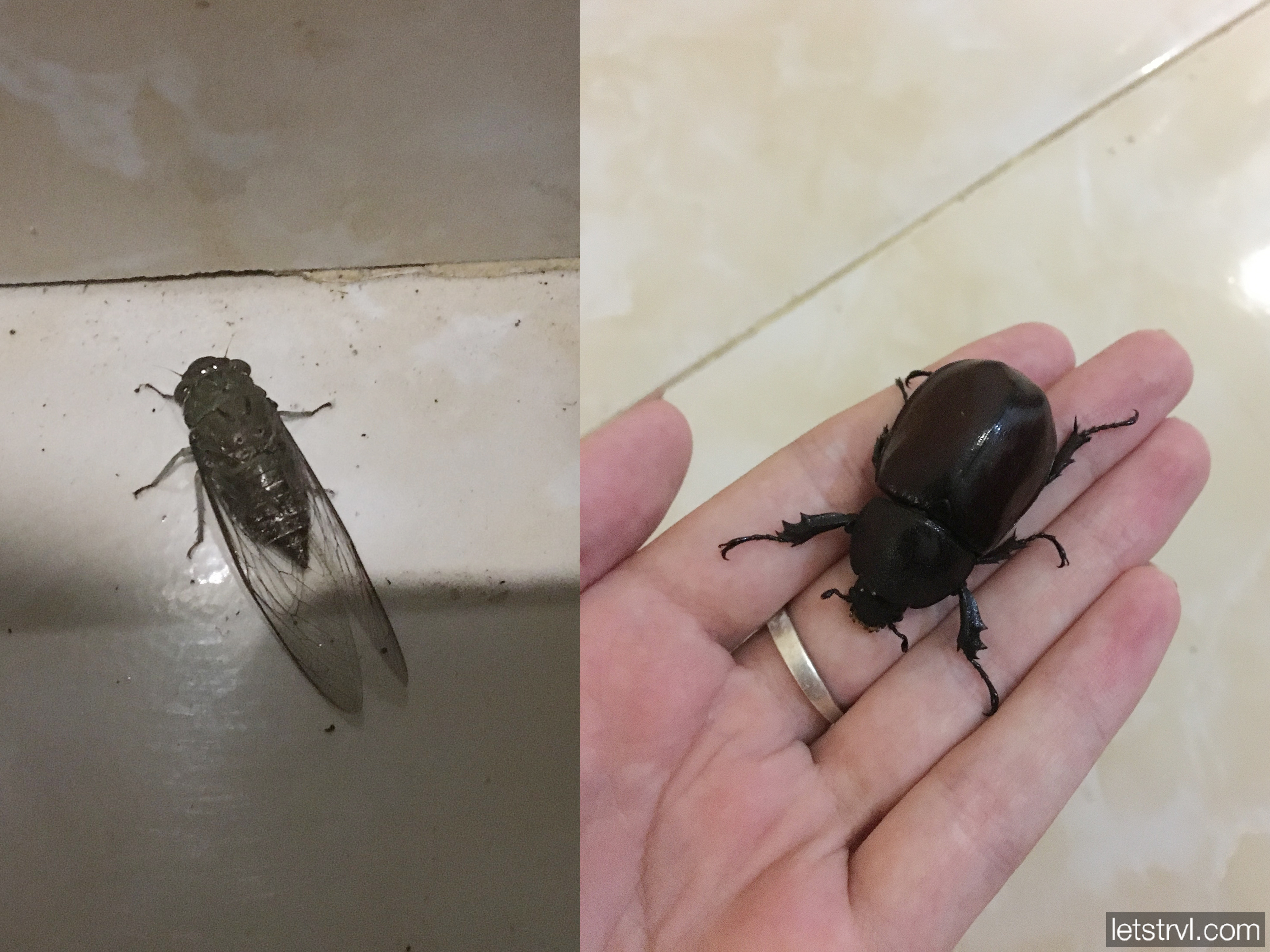 Цикада и жук на Бали